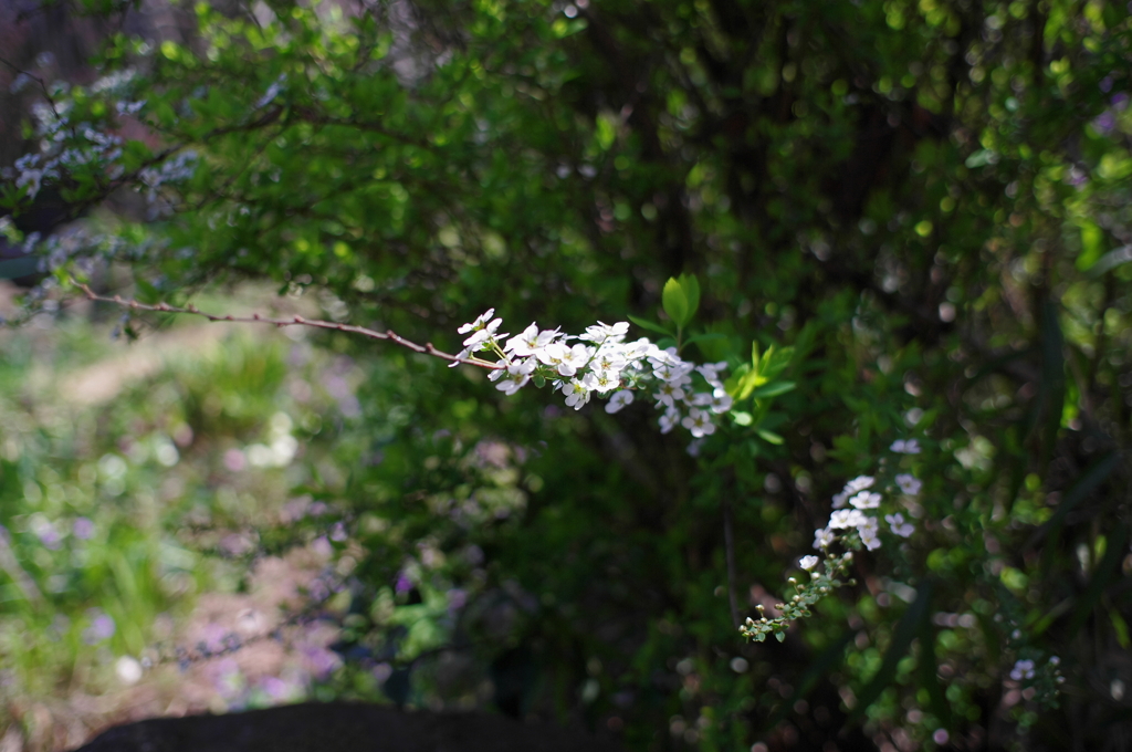 白い小さな花
