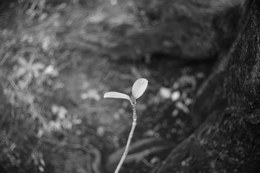 紫陽花