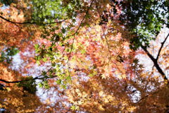 初冬の紅葉