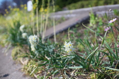 小春