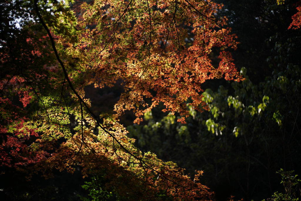 初冬の紅葉Ⅱ