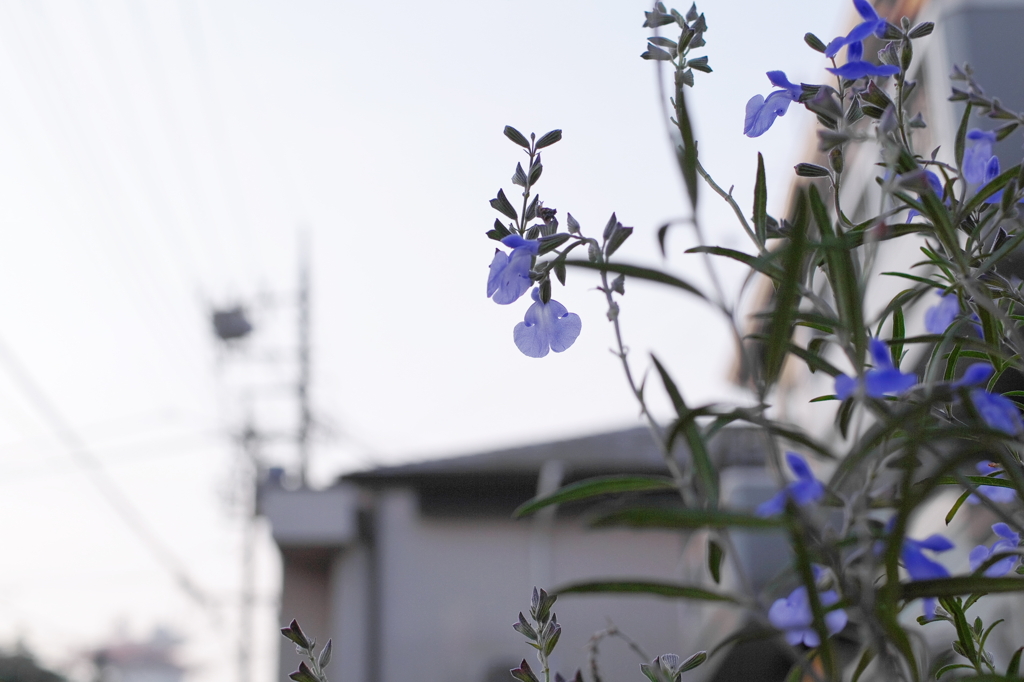 朝の散歩