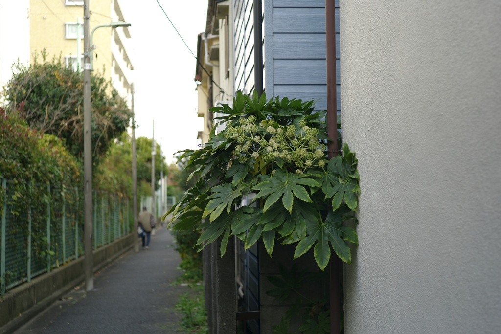路地