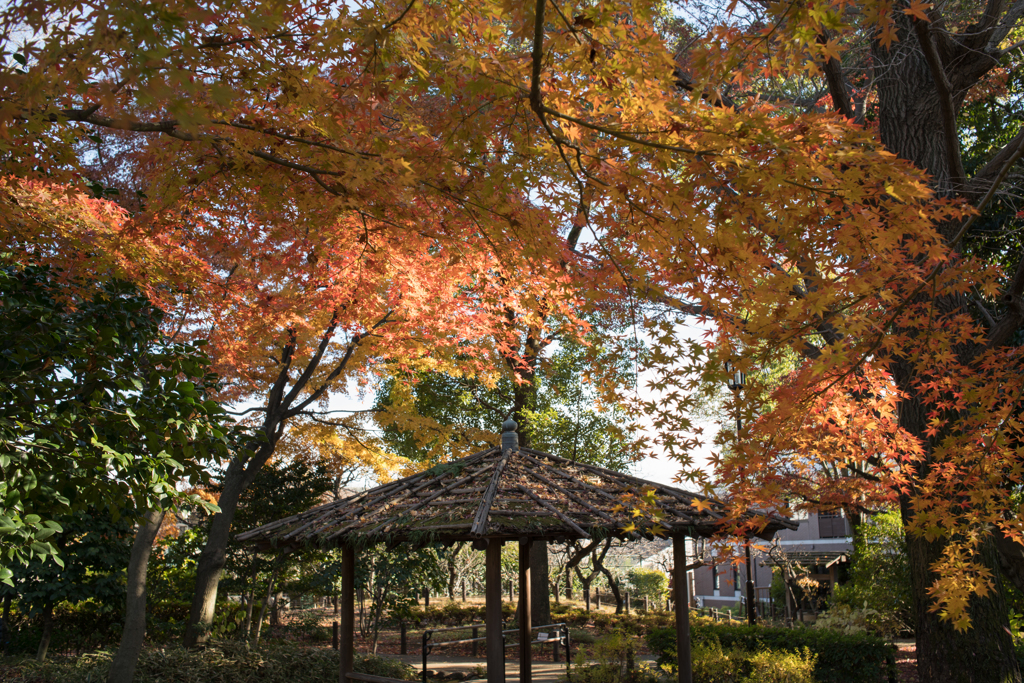 近所の紅葉