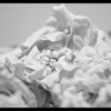 春