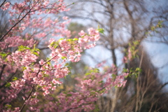 河津桜