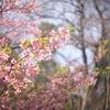 河津桜