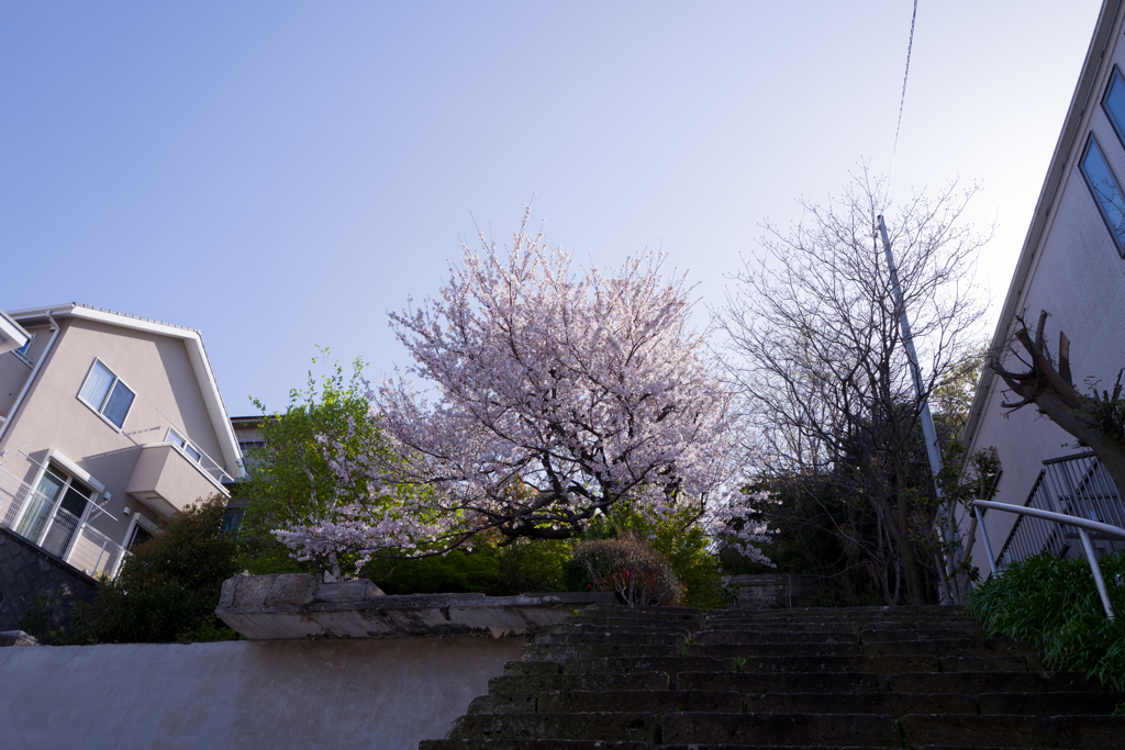 朝の桜