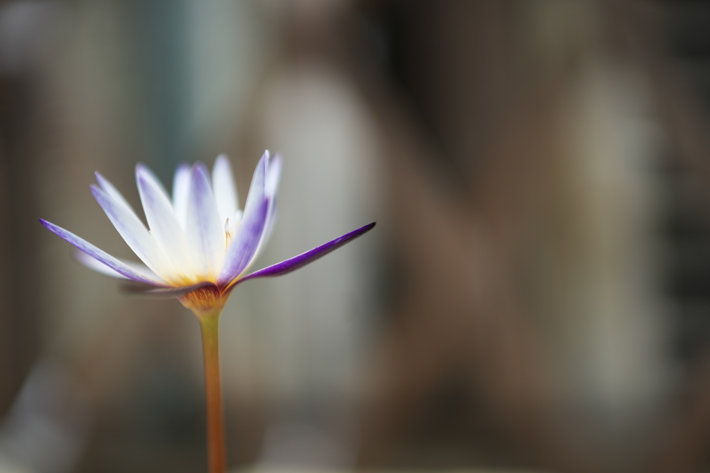 夏の花