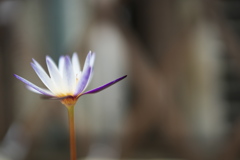 夏の花