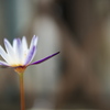 夏の花