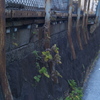 生きる