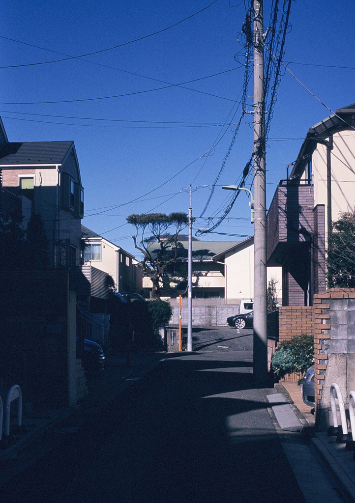 目立つ樹木