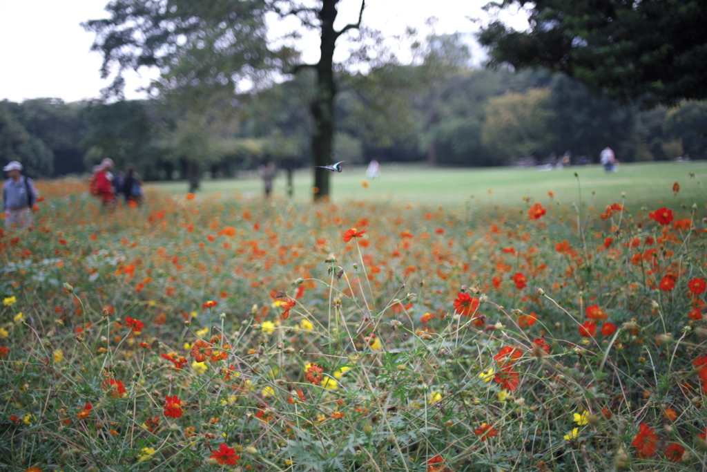 公園のコスモス