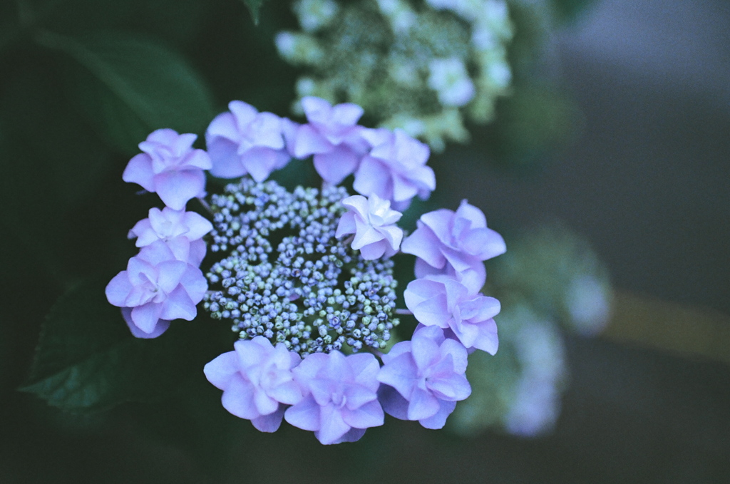 季節の花