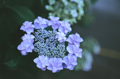 季節の花