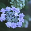 季節の花