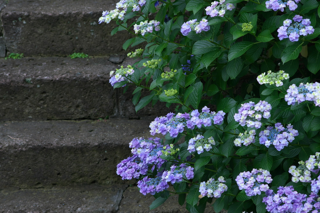 季節の花