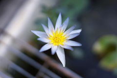 夏の花