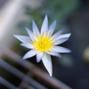 夏の花