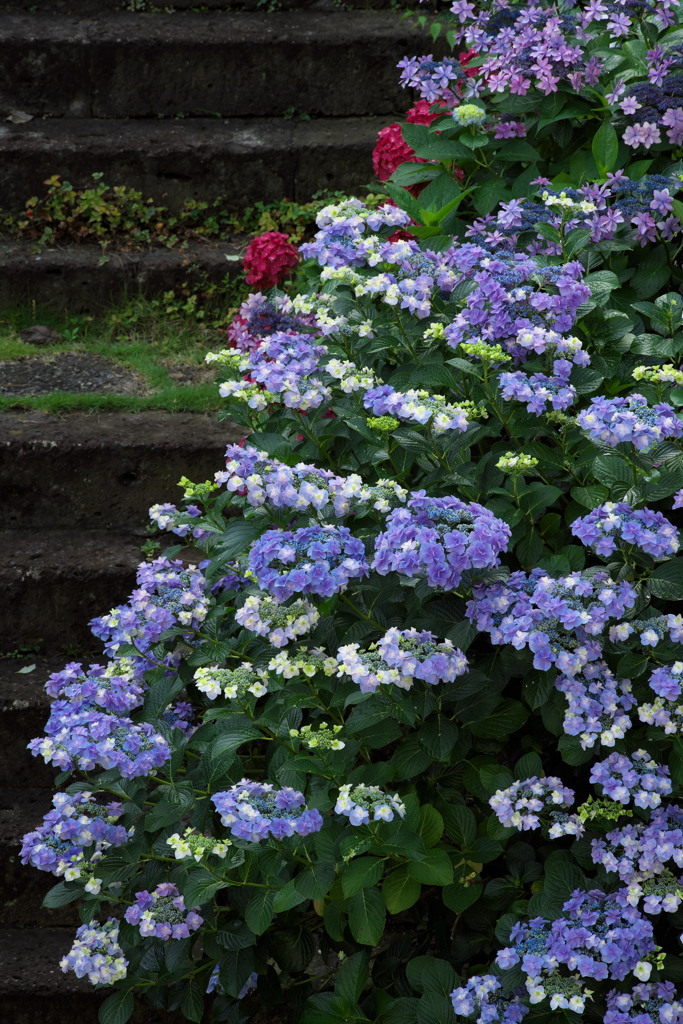 季節の花