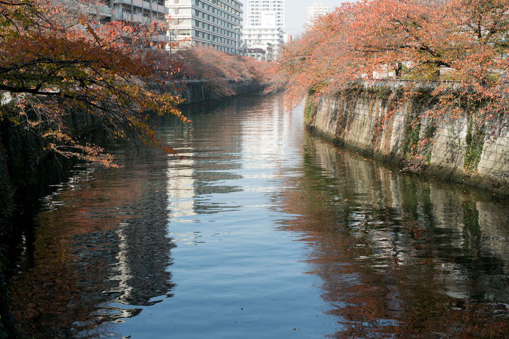 秋の目黒川