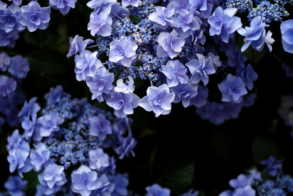 季節の花