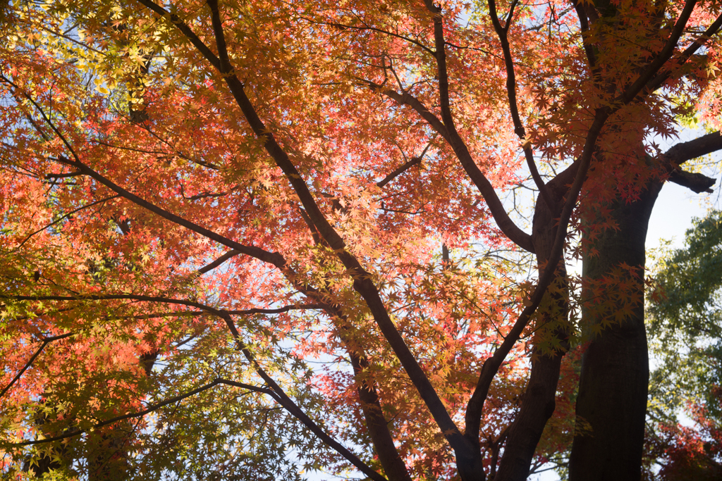 紅葉