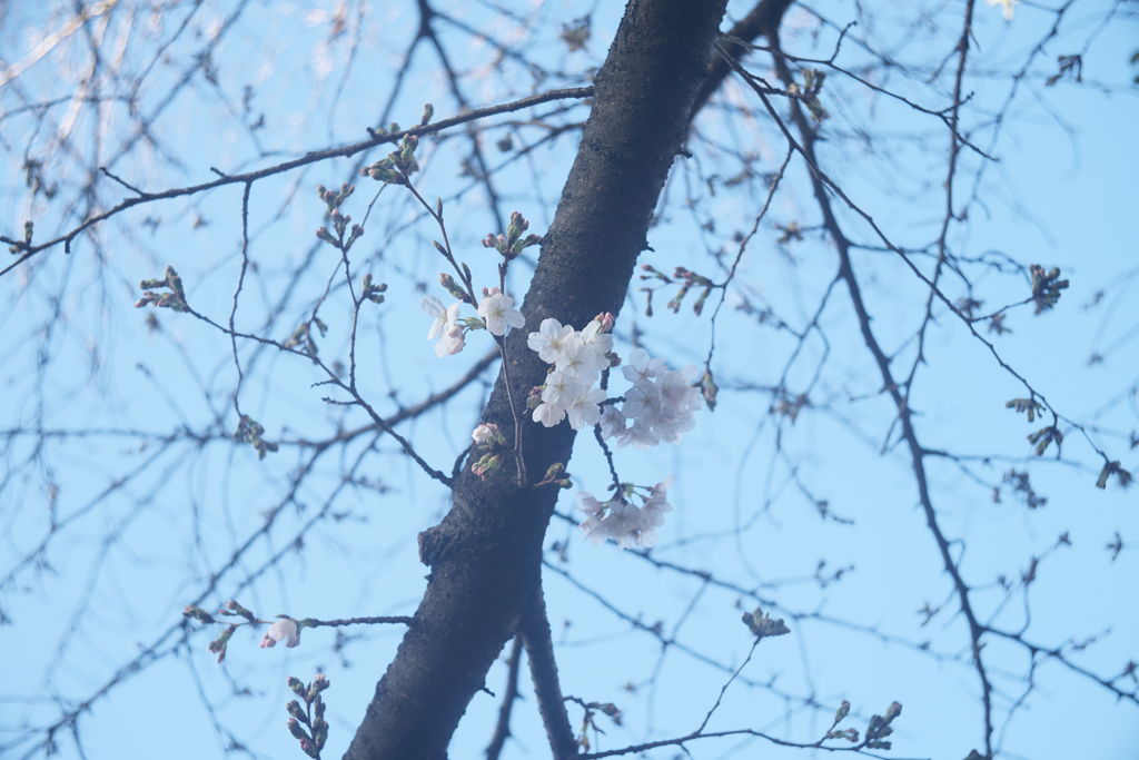 こちらも開花