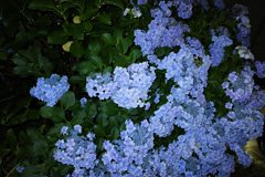 季節の花