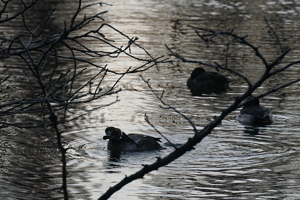 水鳥初心者夕暮れ時の水鳥に挑戦の巻「かいかい」