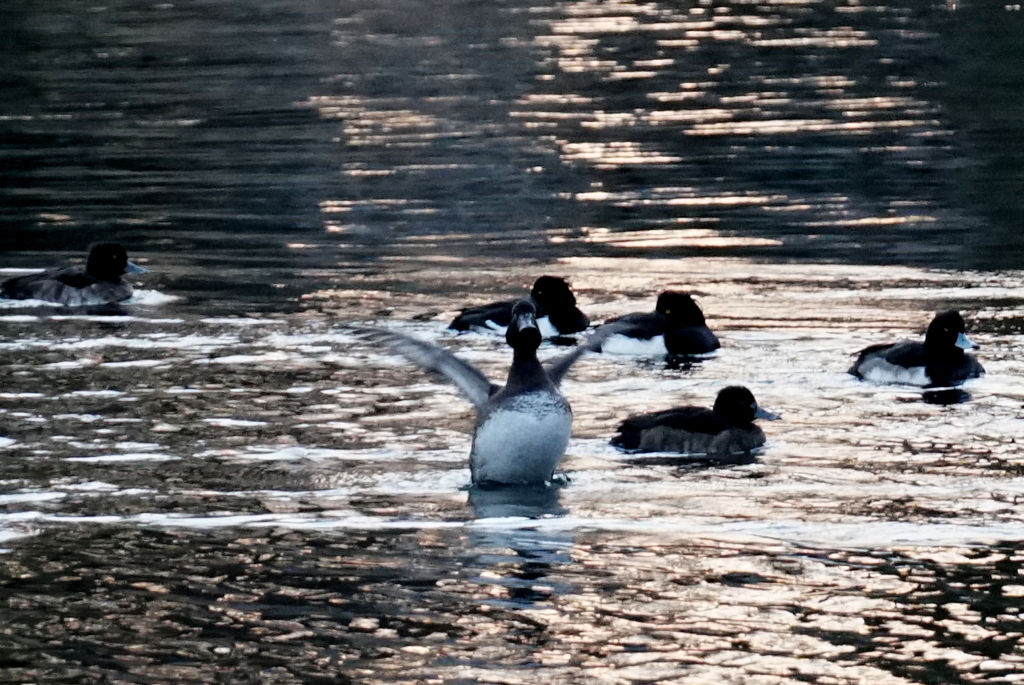 水鳥初心者夕暮れ時の水鳥に挑戦の巻「ストレッチ体操3」