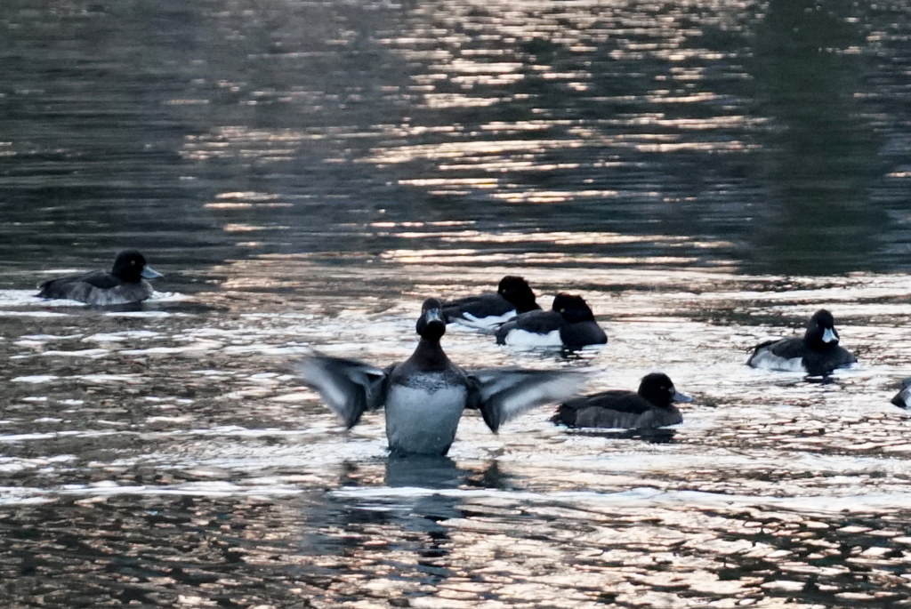 水鳥初心者夕暮れ時の水鳥に挑戦の巻「ストレッチ体操4」