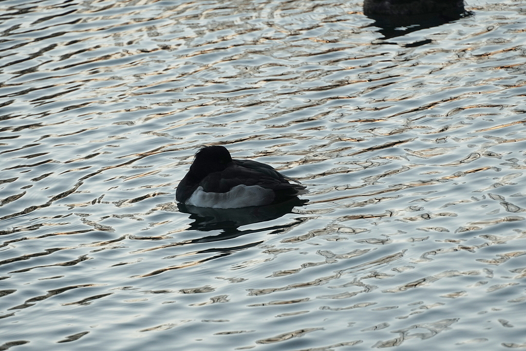 水鳥初心者夕暮れ時の水鳥に挑戦の巻「居眠り」