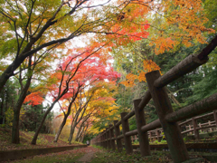 市川大町公園の紅葉