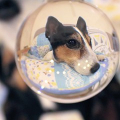 見えます、明日も元気に走り回る姿が