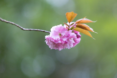 八重桜