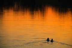 夕景2