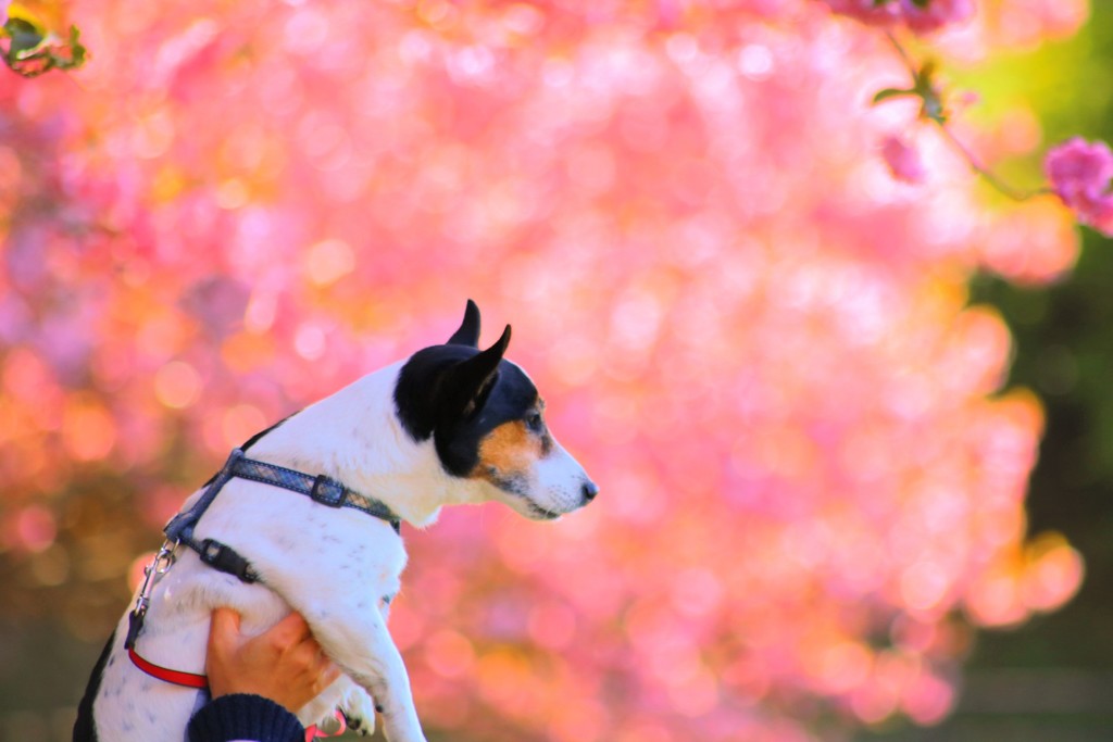 桜色の遠景