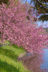 湖面に迫る八重桜