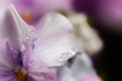 雨の雫