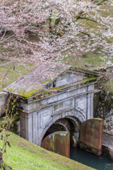 琵琶湖疏水の桜