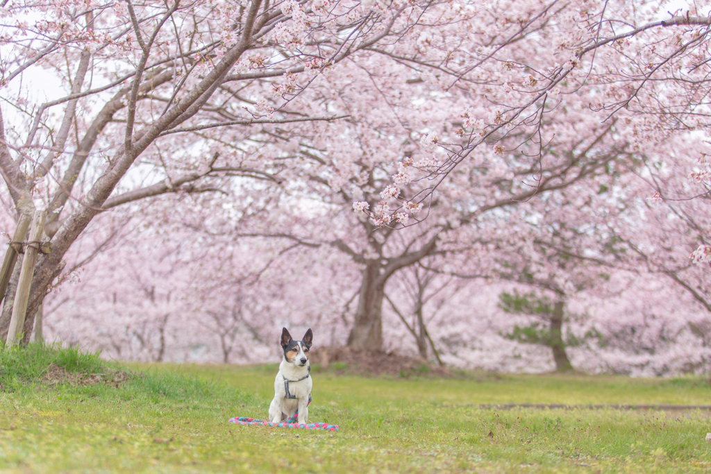 さくらの公園