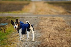 冬のおさんぽ