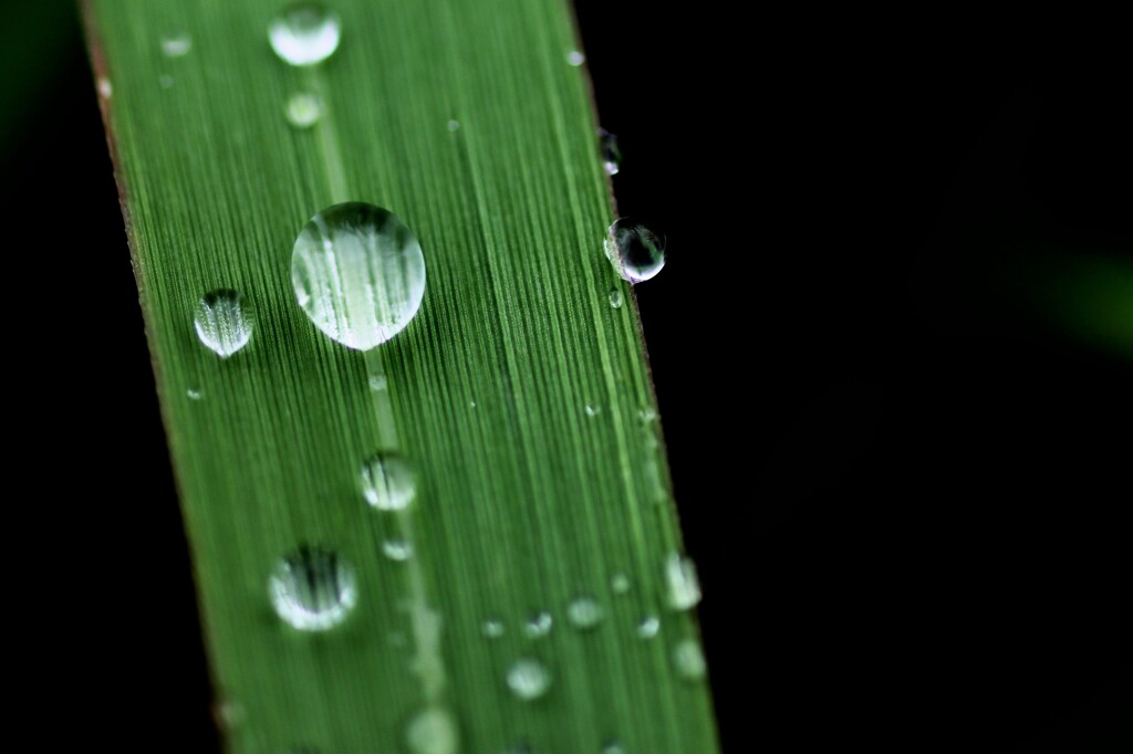 朝露