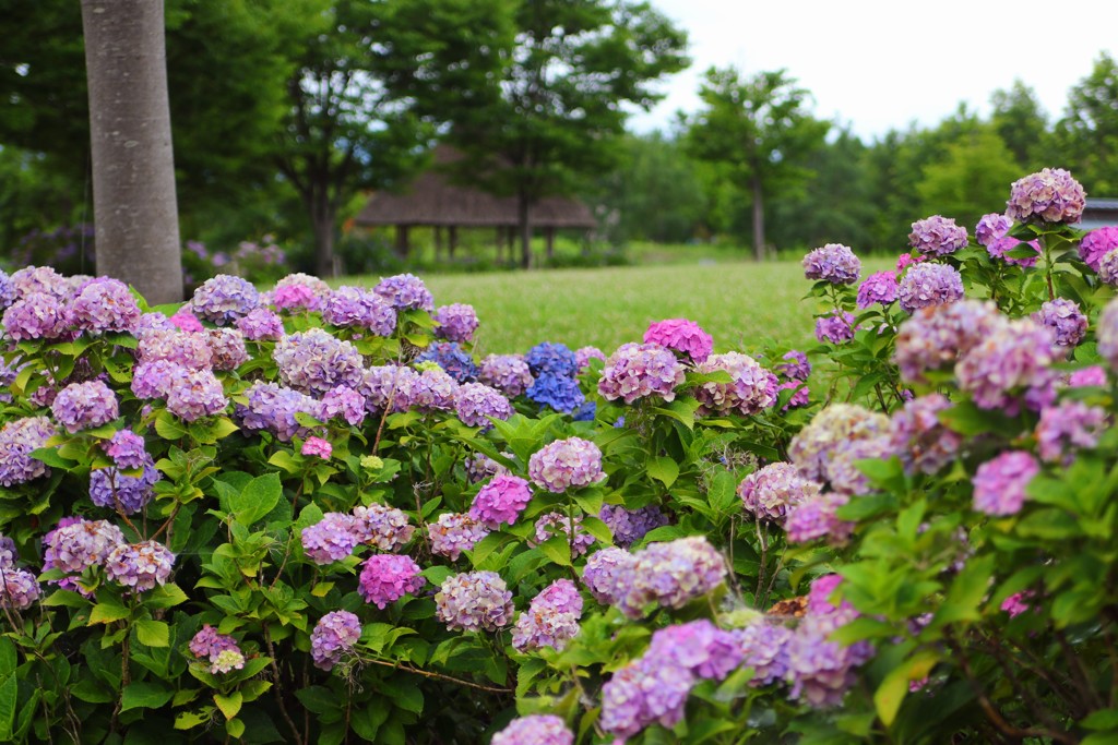 朝露に潤う公園