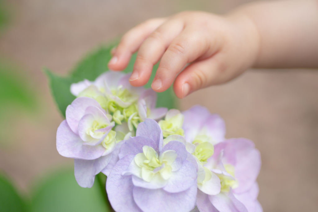 きれいなお花見っけ