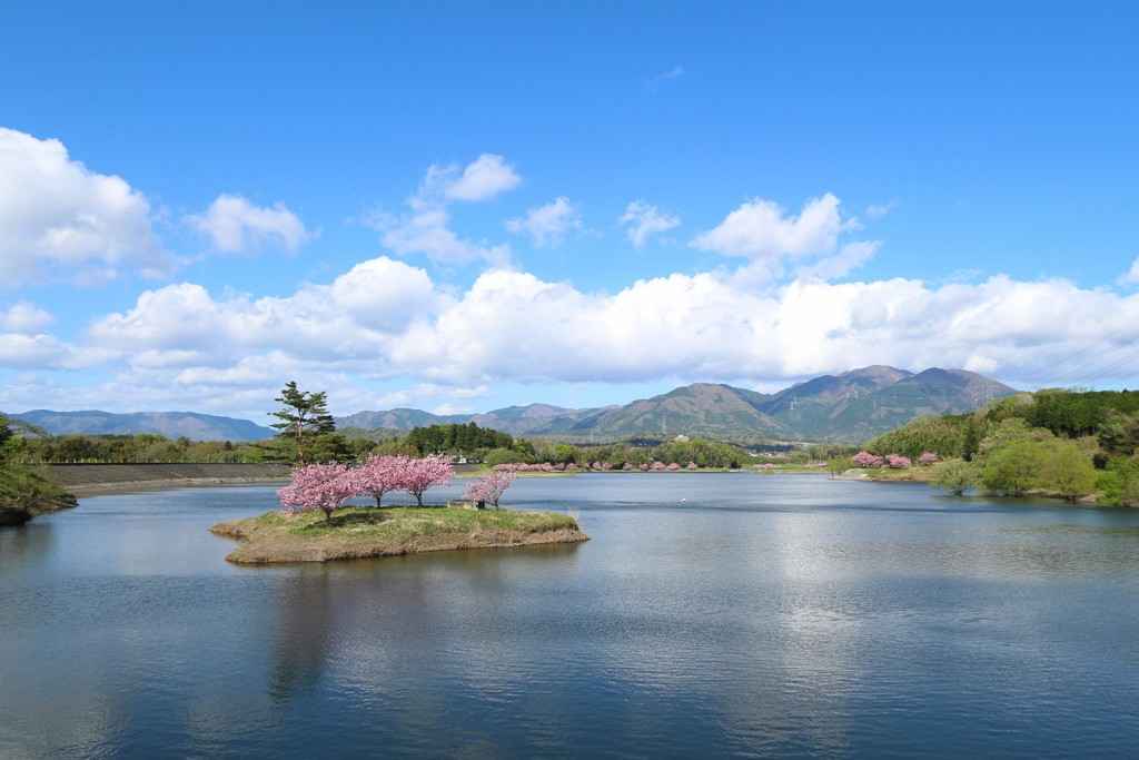 湖上の桜