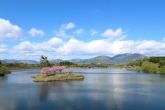 湖上の桜