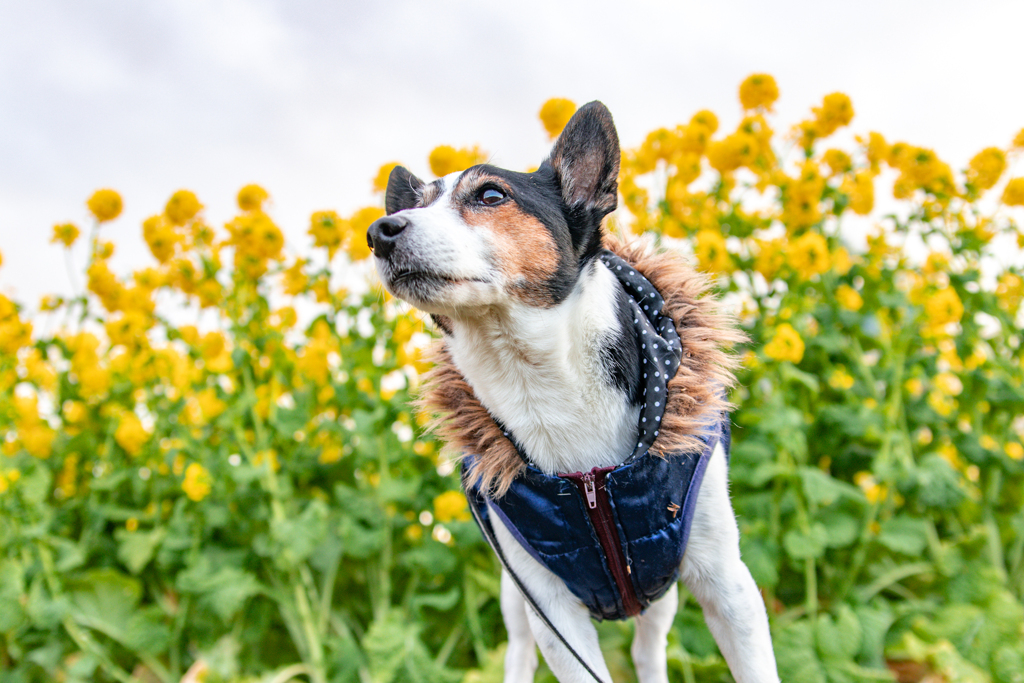 菜の花に囲まれて
